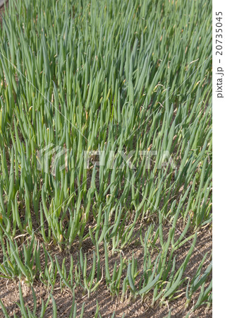 farm farm 20735045