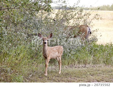 Deer in a field Deer in a field 20735502