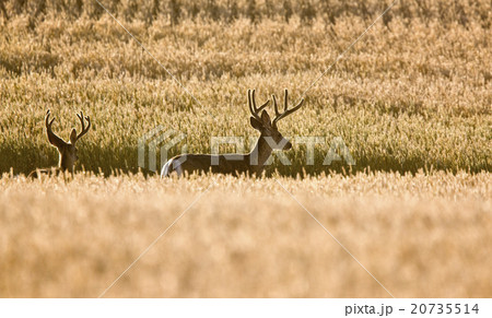 Mule Deer in Wheat Field 20735514