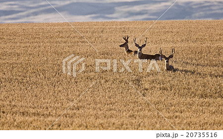 Mule Deer in Wheat Field 20735516
