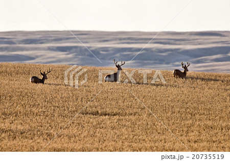 Mule Deer in Wheat Field Mule Deer in Wheat Field 20735519