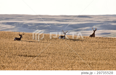 Mule Deer in Wheat Field 20735520