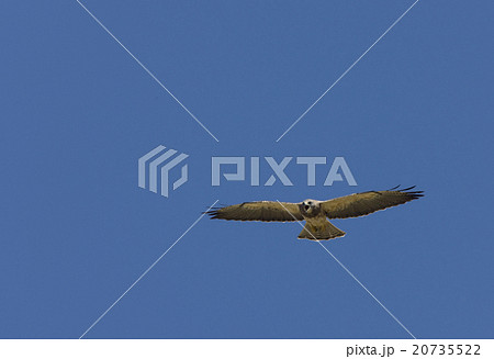 Swainson Hawk in flight 20735522