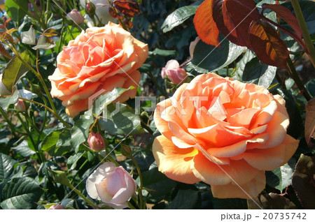 ブラスバンド バラ の写真素材 ブラスバンド バラ の写真素材
