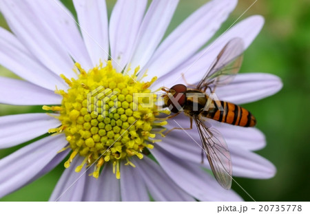 野菊とハナアブ 20735778