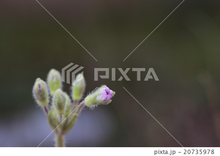 雲南桜草の花の蕾 雲南桜草の花の蕾 20735978