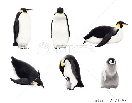 コウテイペンギンのイラスト素材 20735979 Pixta