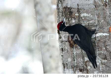 冬のクマゲラ 20736128