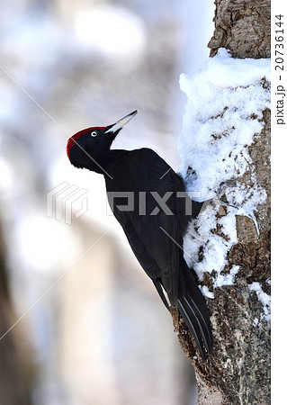 冬のクマゲラ 冬のクマゲラ 20736144
