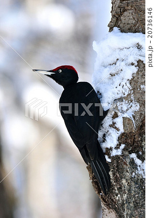 冬のクマゲラ 20736146