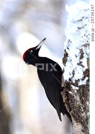 冬のクマゲラ 20736147