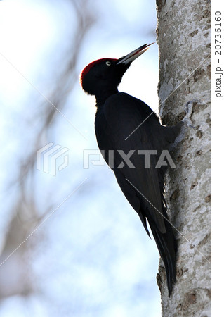 冬のクマゲラ 冬のクマゲラ 20736160