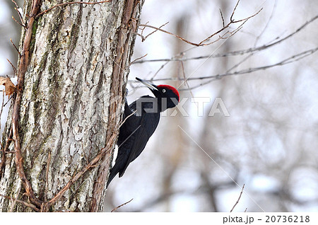 冬のクマゲラ 20736218