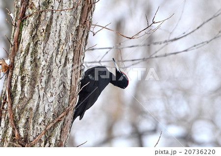 冬のクマゲラ 20736220