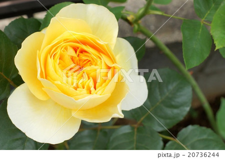 ジャンヌ・ダルク（クォーターロゼットの黄色いバラ） 20736244