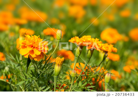 Marigold 20736433
