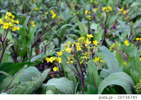 野菜　-　紅菜苔の花が咲く 20736785