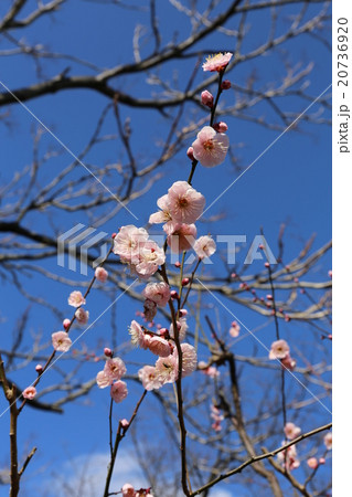 紅梅の花 20736920