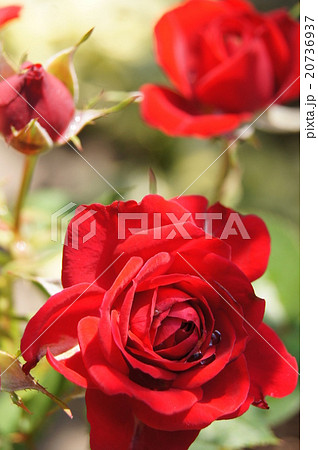 ウィンショッテン（バラ） 20736937