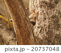 リス 20737048