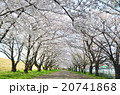 大分川河川敷桜並木 20741868