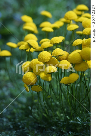 花蛍　ハナホタルと申します。 20742227