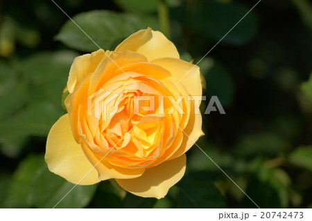 黄色いカップ咲きのバラの写真素材