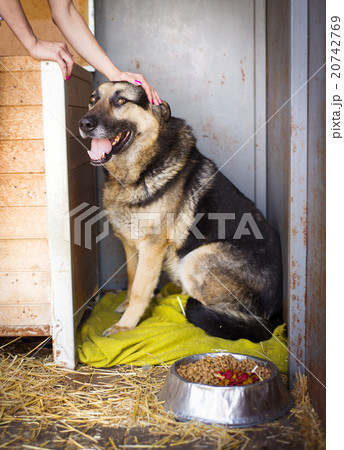 Dog in shelter 20742769