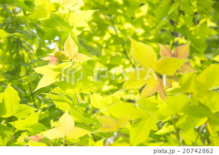 新緑アオギリ 20742862