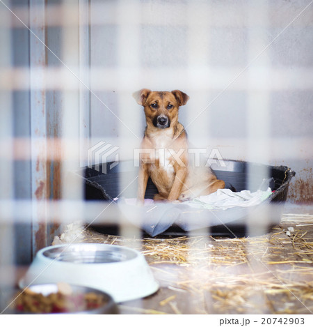 Dog in cage Dog in cage 20742903