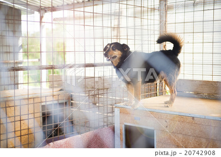 Dog in cage 20742908