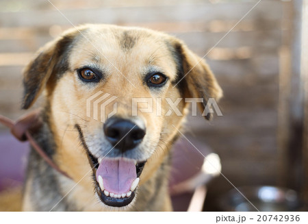 Dog portrait Dog portrait 20742936