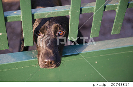 Dog behind the fence 20743314