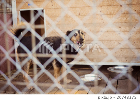 Dog in cage 20743375