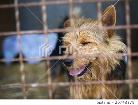 Dog in cage 20743379