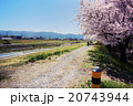 川沿いの満開の桜と富士山 20743944