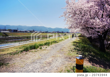 川沿いの満開の桜と富士山 20743944