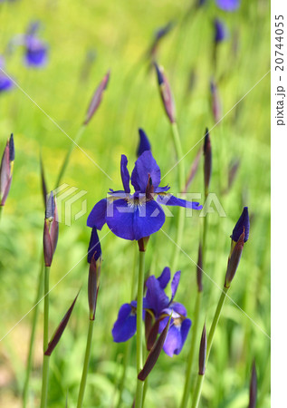 アヤメの花 20744055