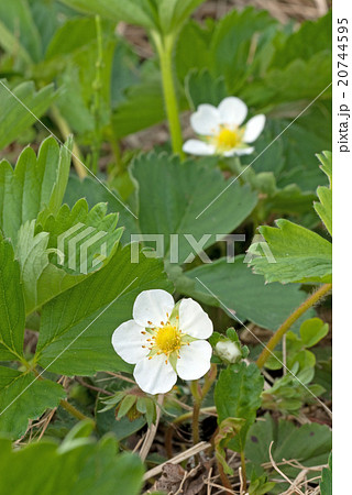 イチゴの花 イチゴの花 20744595