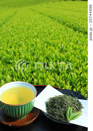 新茶と色鮮やかな茶畑 新茶と色鮮やかな茶畑 20744996