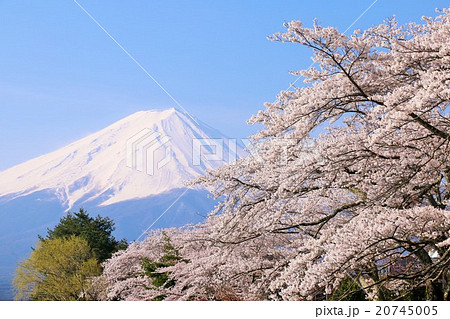 富士山と満開の桜風景の写真素材