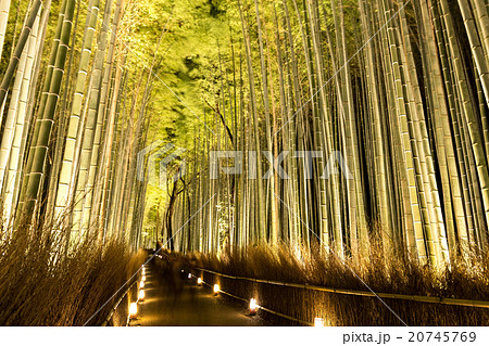 竹林の道 - 嵐山花灯路 竹林の道 - 嵐山花灯路 20745769