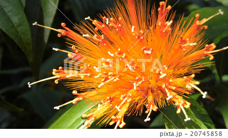 orange powder puff flower tree orange powder puff flower tree 20745858