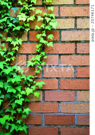 レンガとつた 20746171
