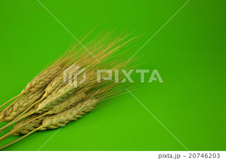 Ears of cereal isolated on green 20746203
