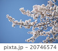 桜 20746574