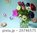 アネモネ 20746575
