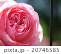 バラ 20746585