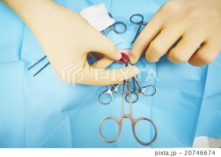 Hands of veterinarian Hands of veterinarian 20746674