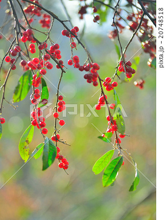 赤い木の実の写真素材